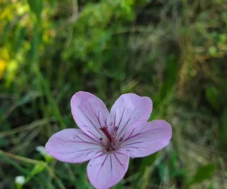 Hayden Fork Campground