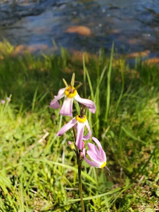 Hayden Fork Campground Picture 3