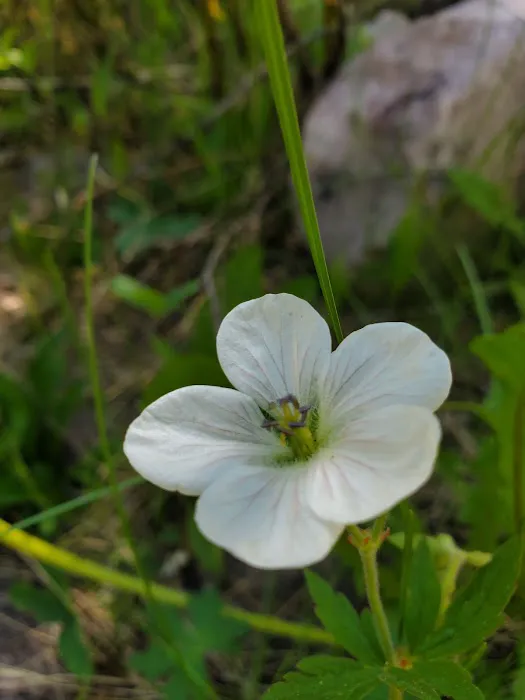 Hayden Fork Campground Picture 4