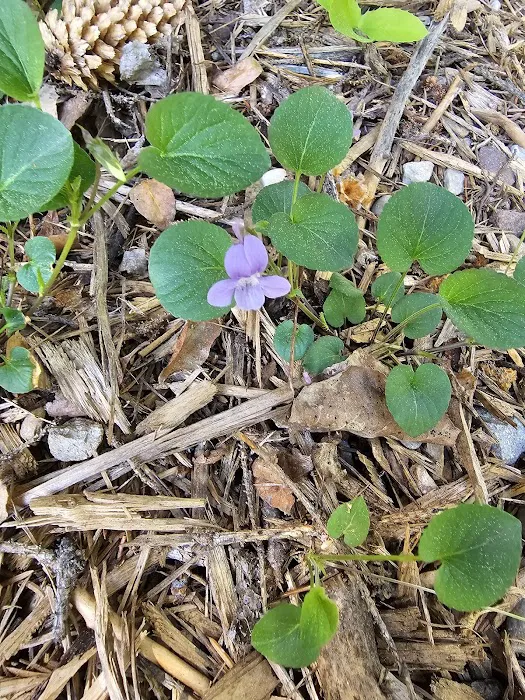 Aspen Campground Picture 6