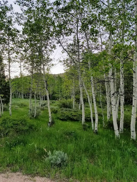 Aspen Campground Picture 8