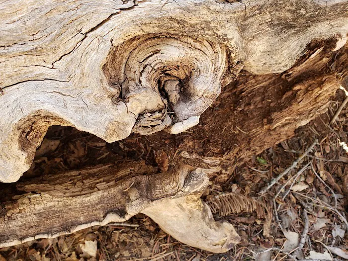 Bear Canyon Campground Picture 8