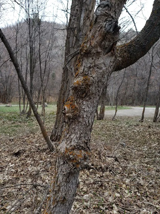 Cottonwood Campground Picture 3