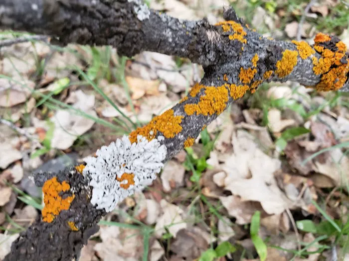 Cottonwood Campground Picture 5