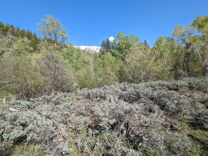 Ponderosa Campground Picture 2