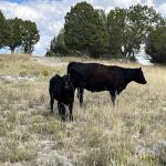 Sheep Creek Camping Area