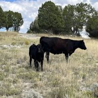 Sheep Creek Camping Area ico