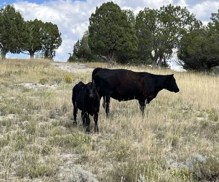 Sheep Creek Camping Area