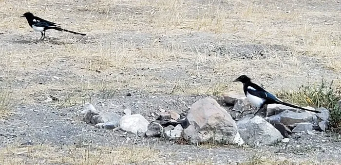 Sheep Creek Camping Area Picture 5