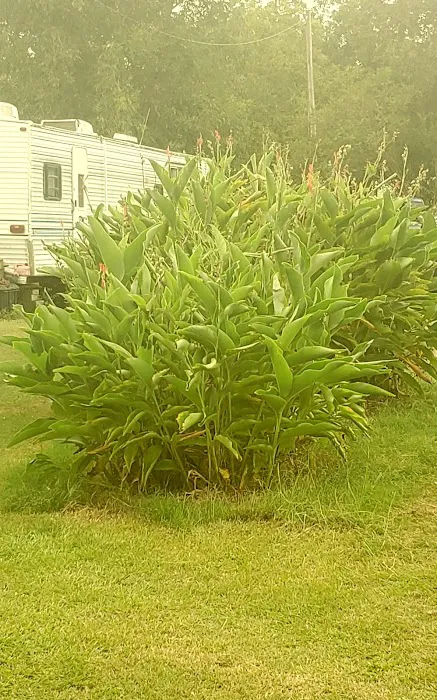 Pecan Grove RV Park Picture 2