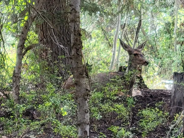 Camp Haven Picture 1