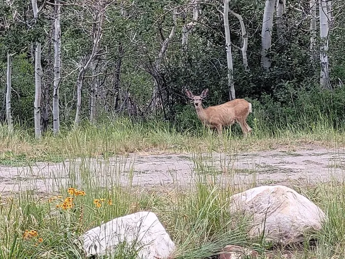 Camp Haven Picture 3