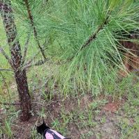 Honeysuckle Farm RV Park ico