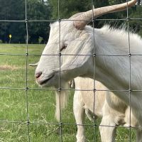 Two Horse Wagon RV Park ico