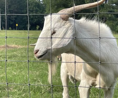 Two Horse Wagon RV Park