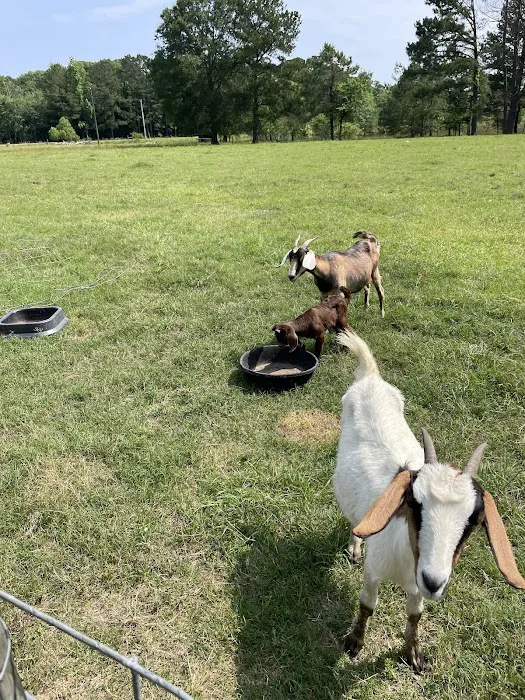 Two Horse Wagon RV Park Picture 4