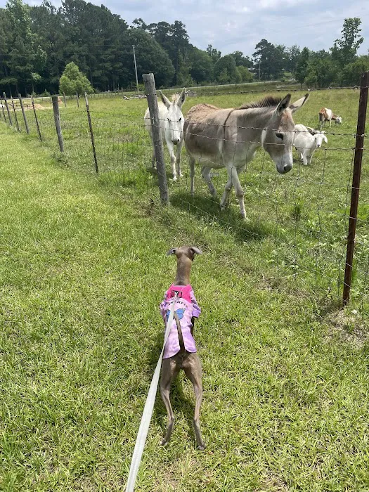 Two Horse Wagon RV Park Picture 5