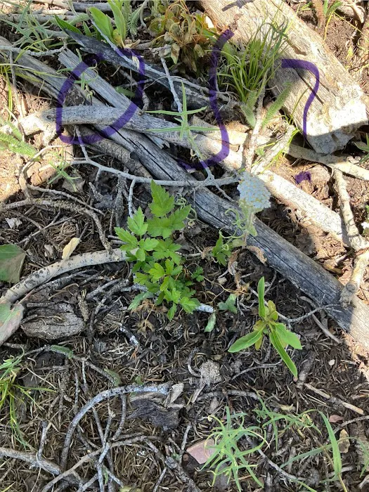 Soldier Creek Campground Picture 3