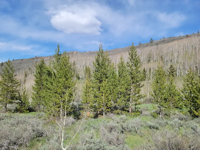 Aspen Grove Campground Loop B Picture 10