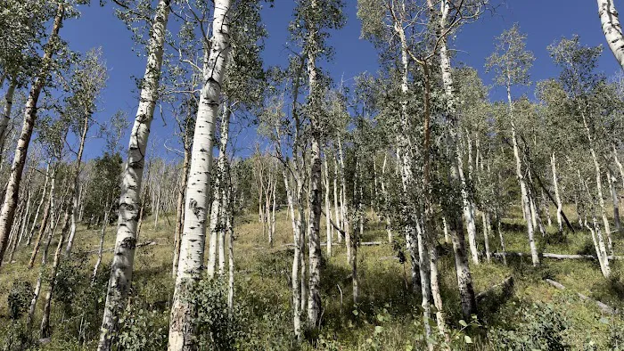 Christmas Meadows Campground Picture 6