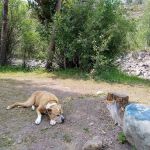 Bear River Campground