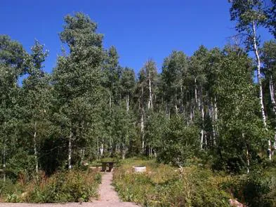 Miners Gulch Group Campground Picture 5