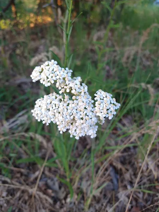 Old Pinery Recreation Camp Picture 10