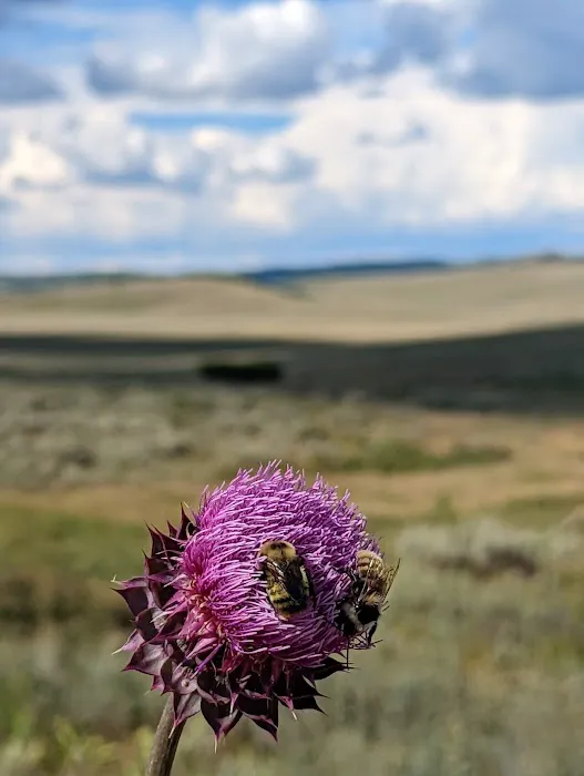Mammoth Guard Station Picture 5