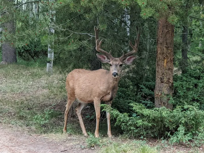 Moon Lake Campground Picture 6