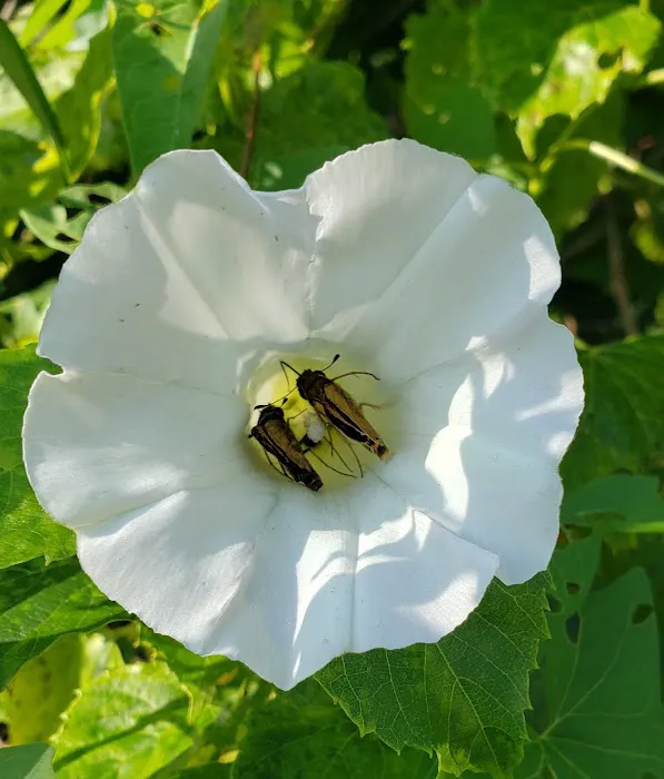 Hillview Acres Mobile Home Pk Picture 6