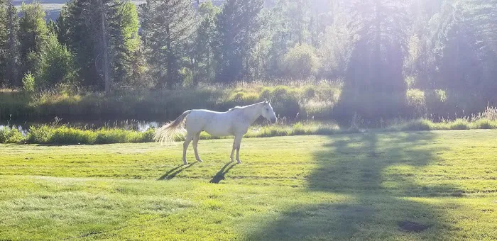 Yellowstone Campground Picture 3