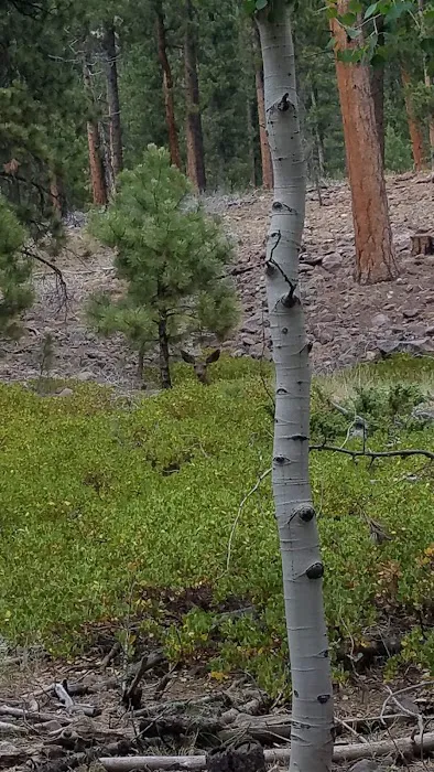 Riverview Campground Picture 1