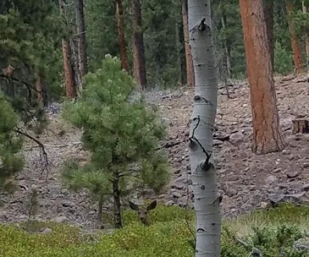 Riverview Campground