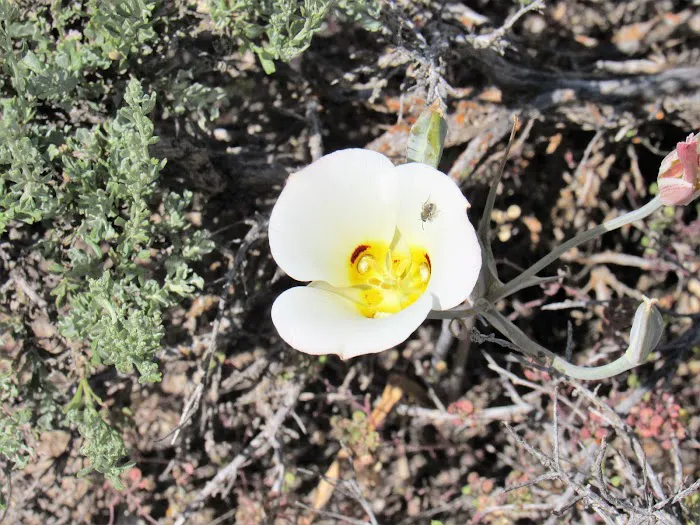 Painted Rocks Campground Picture 10