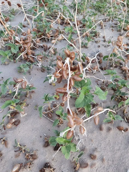 West Beach Campground Picture 5