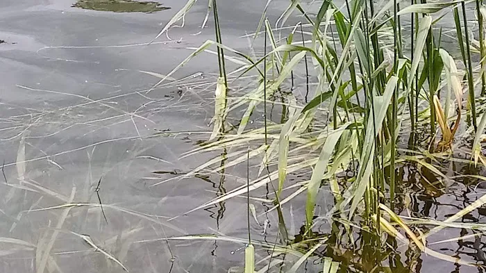 Madsen Bay Campground Picture 3