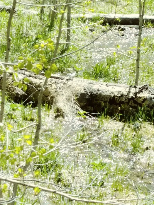 Fish Creek Campground Picture 2