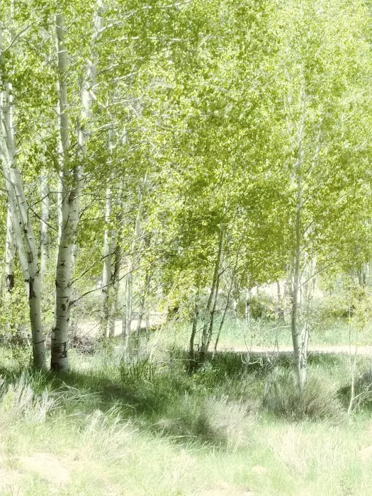 Fish Creek Campground Picture 3