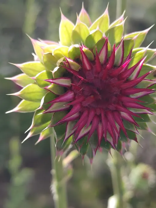 Lake Canyon Recreation Area Campground Picture 8