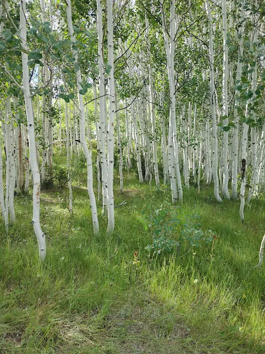 Lake Canyon Recreation Area Campground Picture 10