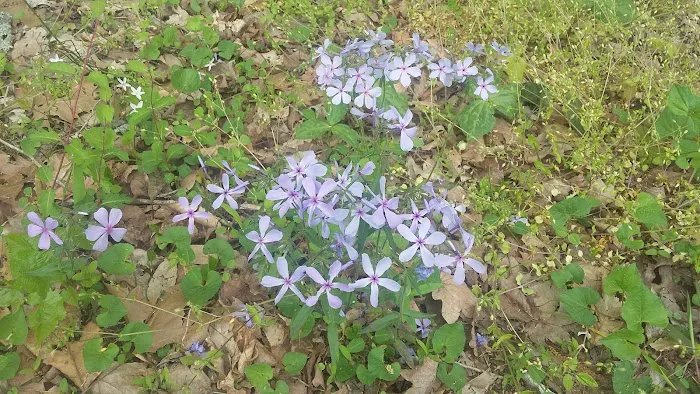 Honeycomb Haven Rv Park Picture 7