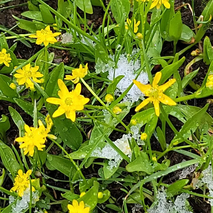 Cleveland Reservoir Campground Picture 7