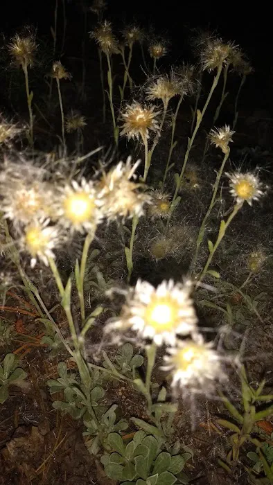 Meeks Cabin Campground Picture 8