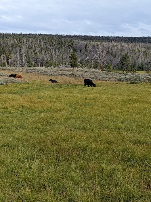 Bridger Lake Campground Picture 10