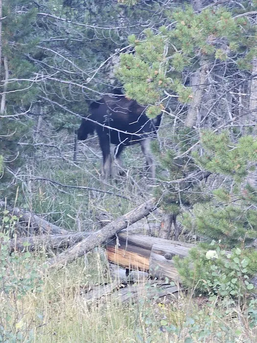 Bridger Lake Campground Picture 1