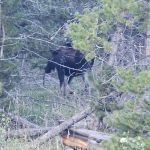 Bridger Lake Campground