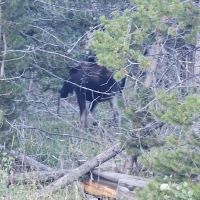 Bridger Lake Campground ico