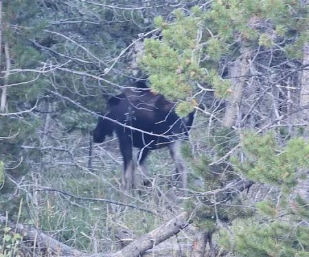 Bridger Lake Campground