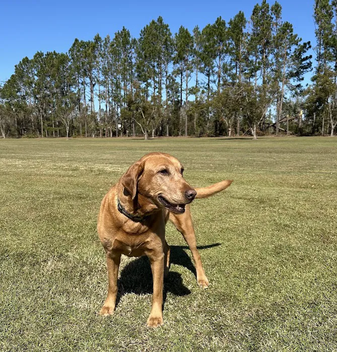 Pecans and Pines RV Park Picture 9