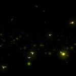 Small Living RV Park